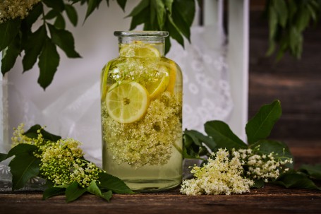 Holunderblütensirup - Im Vordergrund ist ein großes, gläsernes Gefäß mit Holunderblüten Sirup abgebildet. Im Glas befinden sich im Sirup in Scheiben geschnittene Zitronen und mehrere Holunderblüten. Links und rechts neben dem Glasgefäß verzieren weiße Blüten und grüne Holunderblätter das Bild. Im Hintergrund sind eine weiße Decke und grüne Blätter des Strauches zu sehen. (Foto: VrK/Franz Gleiß - Nicht zur freien Verwendung)